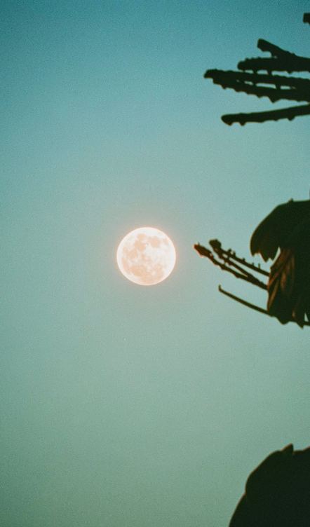 A full moon behind dark leaves